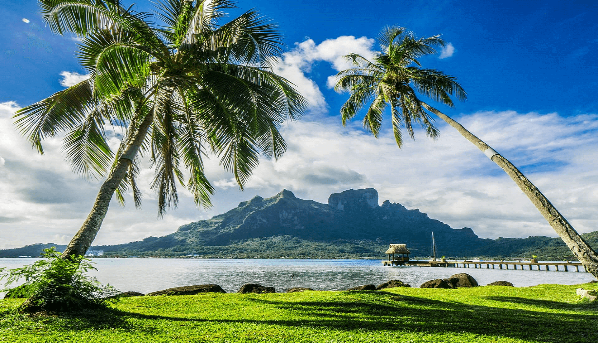 tahiti palms trees