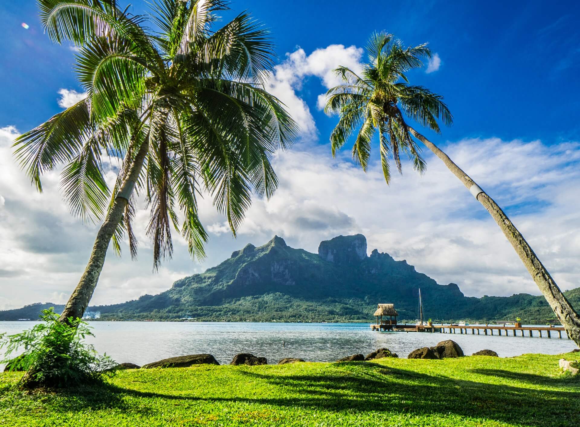 tahiti palm trees