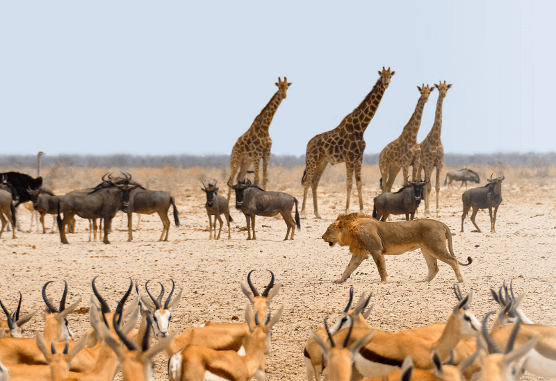 namibia safari animals